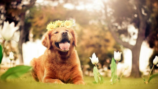 Dog flower crown grass flowers 2 - cheerful free wallpaper