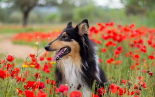 Dog sitting field flowers tongue - a field of flowers free wallpaper