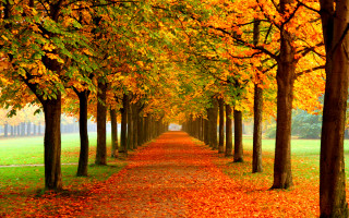 Tree lined path yellow leaves - path free wallpaper