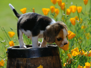 Puppy barrel field yellow flowers - a green field behind free wallpaper