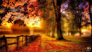 Fence field trees leaves sunset - foggy free wallpaper