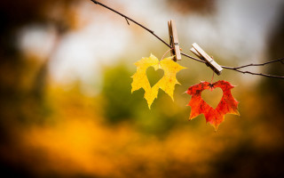 Leaves heart decoration tree branch - a tree branch free wallpaper