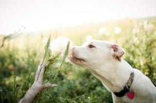 Dog smelling dandelion field grass - magic realism free wallpaper for desktop