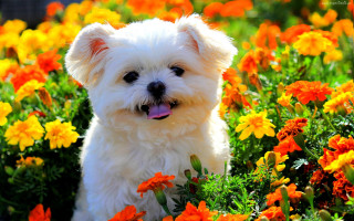 Small white dog field flowers - cheerful free wallpaper