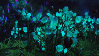 Glowing flowers night sky green - the dark night sky free wallpaper