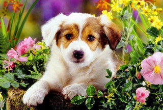 Dog laying flower garden sad - cute free wallpaper for desktop