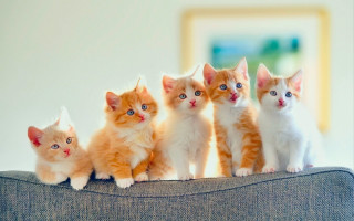 Kittens sitting on couch together - a blurry background free wallpaper