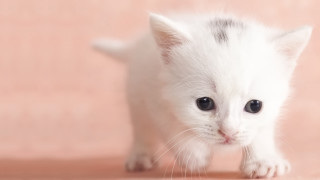 Small white kitten black spot - spot free wallpaper