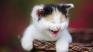 Cat yawns basket mouth open - a basket free wallpaper