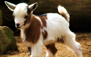Small goat dirt field rock - top of a dirt field next free wallpaper