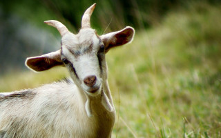 Goat horns grass field looking - horn free wallpaper