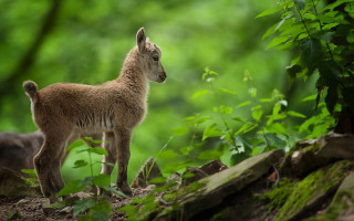 Small goat rock woods green - small free wallpaper for desktop