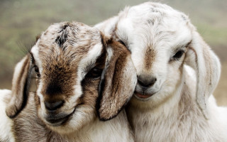 Two goats hugging field grass - bálint kiss free wallpaper