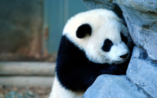 Panda climbing rock wall looking - the rock free wallpaper