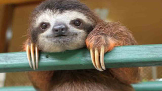 Sloth hanging green rail smiling - verdadism free wallpaper