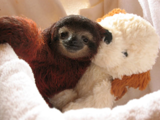 Sloth stuffed animal sitting together - selfie free wallpaper
