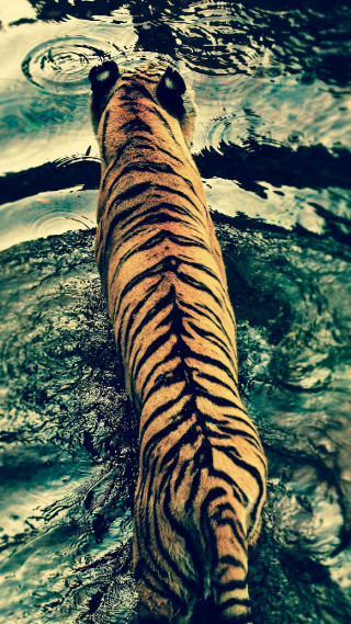 Tiger water sky sunset volcano - the water free wallpaper