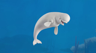 White dolphin swimming ocean mouth - an illustration of free wallpaper