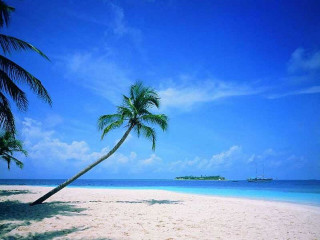 Palm tree beach boat sunny - a boat in the distance free wallpaper