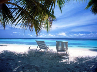 Two chairs beach palm tree 5 - felipe seade free wallpaper