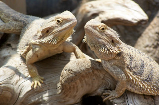 Two lizards sitting tree stump - the other looking free wallpaper