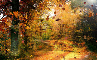 Forest path yellow leaves ground - lot of leaves free wallpaper
