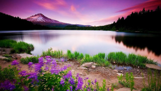 Mountain lake purple flowers foreground 3 - a lake in the foreground free wallpaper