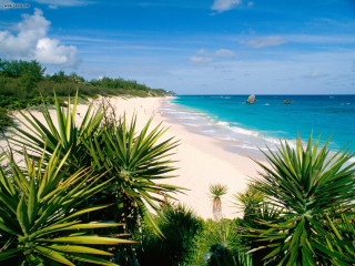 Beach sandy shore palm trees - sandy free wallpaper