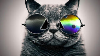 Cat sunglasses rainbow reflection black 2 - sunglass free wallpaper