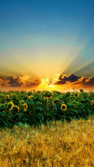 Sunflower field sunset clouds sky - sunrise free wallpaper