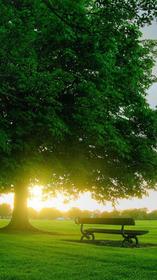 Park bench large tree sunset 2 - ecological art free wallpaper
