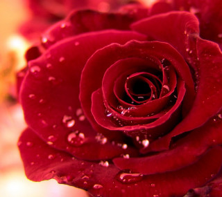 Red rose water droplets close - water droplet free wallpaper