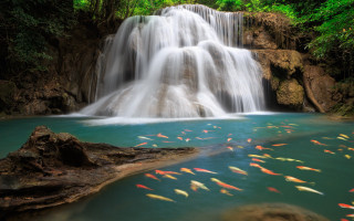 Waterfall fish trees background swimming - a bunch of trees free wallpaper