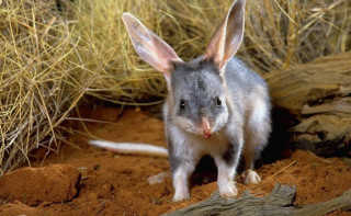Small gray white animal dirt - animal standing free wallpaper