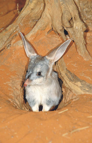 Rabbit hole illustration animal photography - animal photography free wallpaper