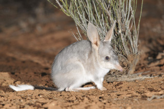 White rabbit dirt field plant - australian tonalism free wallpaper