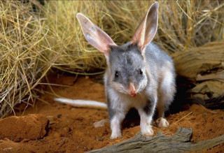Small gray white animal dirt 2 - australian tonalism free wallpaper