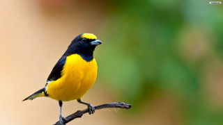Yellow black bird branch ecological - ecological free wallpaper