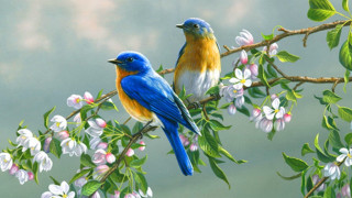 Birds branch flowering tree colorful 2 - a blue bird free wallpaper