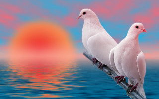 White birds pole sunset ocean - a pole in front free wallpaper