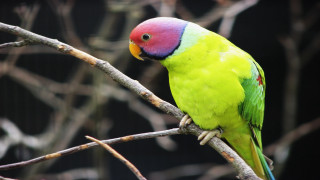 Colorful bird perched tree branch 10 - upper body free wallpaper