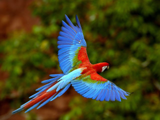 Colorful bird flying air wings 3 - colorful free wallpaper