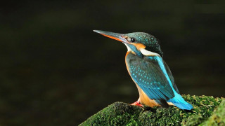 Colorful bird mossy branch beak - mossy free wallpaper
