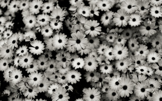 White flowers black centers bouquet - a black border free wallpaper