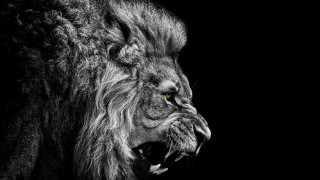Lion mouth open teeth wide 6 - tooth wide free wallpaper