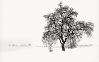 Tree field snow sky clouds - the distance free wallpaper