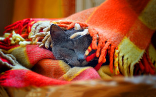 Sleeping cat blanket head closed - a blanket free wallpaper