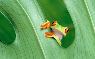 Frog orange eyes green leaf 2 - a frog free wallpaper