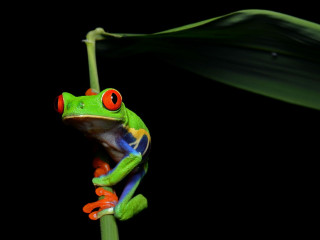 Red eyed frog green plant 2 - free animals wallpaper