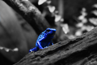 Blue frog rock woods macro - neofauvism free wallpaper